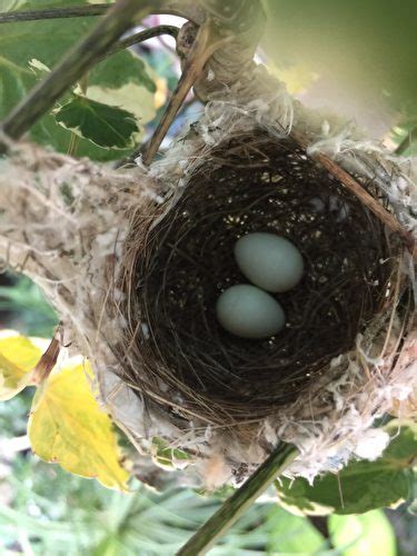 家裡鳥築巢|野鳥庭前築巢 預示居家風水好兆頭 